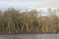 La erosin de la costa y el retroceso de los manglares por el aumento del nivel del mar, son evidentes en algunas zonas deltaicas, como la Baha de Cispat.