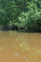 La turbidez y coloracin de las aguas revelan su riqueza de nutrientes