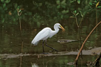 La abundancia de peces juveniles en el estuario, es fuente de alimento para muchas aves como la garza blanca.