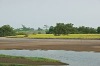 Las herbceas son las primeras que colonizan el nuevo sustrato.