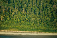 En el frente deltaico se aprecia la sucesin vegetal, desde las hierbas pioneras en la playa, hasta el bosque maduro en los terrenos ms elevados.