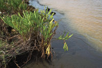 La cantidad de materia orgnica y el grado de humedad y salinidad de los suelos determinan las especies que pueden crecer en los humedales y playones de las llanuras deltaicas.