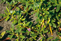 La cantidad de materia orgnica y el grado de humedad y salinidad de los suelos determinan las especies que pueden crecer en los humedales y playones de las llanuras deltaicas.