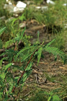 La cantidad de materia orgnica y el grado de humedad y salinidad de los suelos determinan las especies que pueden crecer en los humedales y playones de las llanuras deltaicas.