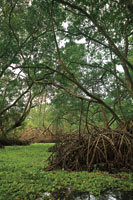 Los manglares son la formacin vegetal caracterstica de las zonas deltaicas en las regiones tropicales.