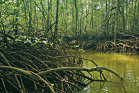 Las races del mangle rojo le permiten crecer en suelos inestables.