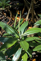 rboles juveniles del mangle piuelo en un claro del manglar