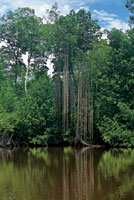 En rboles de mangle rojo, de gran talla, las races adventicias crecen desde las ramas ms altas