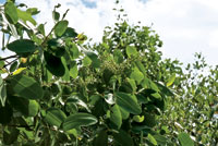 Detalle de las frondas del mangle negro, Avicennia germinans.