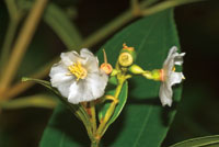Flores de Blakea sp. de la familia de las Melastomatceas.