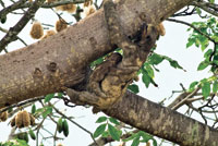 Oso perezoso de tres dedos, Bradypus variegatus, con su cra en un manglar del Pacfico colombiano.