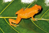 Aunque los anfibios evitan las aguas salobres, varias especies de ranas se encuentran en los bosques inundados de las planicies deltaicas del Pacfico colombiano. Eleutherodactylus gulans.