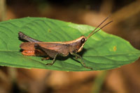 Saltamontes, un insecto frecuente en los bosques inundables.