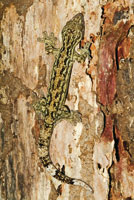 Una salamanqueja o gekko se camufla sobre un tronco de mangle rojo.