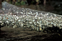 Las ostras Crassostrea rhizophorae crecen sobre las races sumergidas del mangle y sobreviven algn tiempo fuera del agua durante la bajamar.