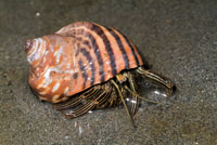 Cangrejo ermitao, Pagurus sp.