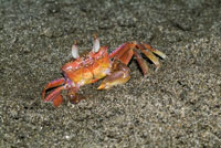 Cangrejo fantasma, Ocypode gaudichaudii.