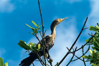 El cormorn o pato cuervo, Phalacrocorax olivaceus, es un ave tpica de zonas estuarinas.