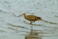 El chorlo real, Numenius phaeopus, es un ave migratoria que frecuenta los estuarios tropicales durante el invierno de Norteamrica.