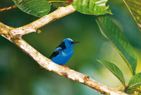 El mielero o azulejo patirrojo, Cyanerpes cyaneus, habita los bosques hmedos del Pacfico pero a veces incursiona 
en los manglares