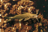 Juvenil de barbudo de mar o chivo mapal, Arius spixii.