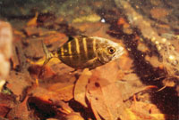 Juvenil de cojina o jurel, Caranx crysos.