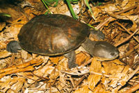 Carranchina, Batrachemys dahli, endmica de los humedales del Caribe colombiano.
