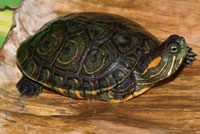 Icotea, Trachemys scripta callirostris, subespecie endmica de las cinagas del Caribe colombiano.