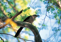 Aunque la zona, en trminos generales ha sido muy intervenida, es posible obsevar diferentes tipos de aves y reptiles asociados a los manglares.