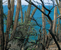 La influencia de la Sierra Nevada de Santa Marta favorece la manifestacin de una gran variedad de ambientes y una vegetacin que va desde bosques muy secos con presencia de plantas espinosas, hasta bosques siempre verdes de follaje exuberante, con dosele
