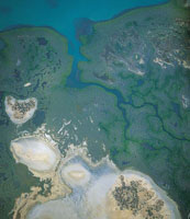 En las bahas de La Guajira se forman cadenas de manglares gracias al aporte de agua dulce proveniente de arroyos temporales.