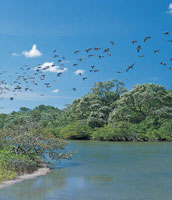 Manglares en el Santuario de Flora y Fauna Los Flamencos.