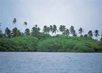 La vegetacin del archipilago es diversa; en Providencia, gracias a su mejor estado de conservacin y a la cantidad de agua que capta por la condensacin de las nubes en sus cimas, hay gran variedad de especies, en tanto que en San Andrs abundan plantac