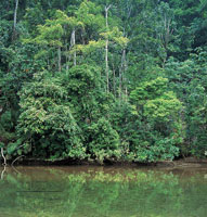 La vegetacin de Cupica est ntimamente relacionada con los elevados niveles de humedad de la zona, una de las ms lluviosas del mundo, lo cual posibilita el desarrollo de gran variedad de especies; abundan las epfitas sobre los fuertes troncos de los 