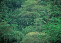 La escasez de nutrientes del suelo selvtico contrasta con el esplendor del dosel arbreo, bajo el cual la selva se desarrolla incesantemente a partir de la hojarasca descompuesta, de forma que mantiene una de las mayores diversidades registradas en el pl