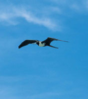 La cantidad de alimento disponible permite en el rea del golfo la proliferacin de infinidad de aves, como las fragatas y los chorlitos.