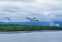 El litoral est compuesto principalmente por acantilados cubiertos por una densa vegetacin que disminuye el efecto de la erosin sobre las rocas. No obstante, en los estuarios de la zona, la costa es baja y es frecuente encontrar una telaraa de canales,