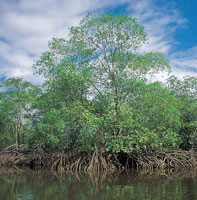 Los manglares de la regin, conjuntamente con los de Bazar, Sanquianga y el sur de Buenaventura, son los que mejor se conservan en el Pacfico colombiano. En esta zona, llegan a medir hasta   40 m de altura.