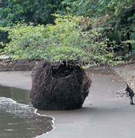 La vegetacin crece profusamente a lo largo de la costa, aprovechando cualquier sitio para desarrollarse.