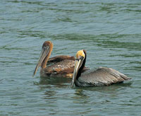Pelcanos macho y hembra.