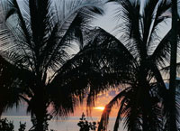 Las aguas clidas del Caribe y sus condiciones climticas, hacen de ste un lugar de gran belleza, donde se presentan variados ecosistemas.