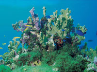 Los corales son un conjunto de pequeos organismos coloniales que segregan una sustancia calcrea                -carbonato de calcio- para establecerse; con el tiempo, generan estructuras de formas muy variadas, entre las que se encuentran los corales ra