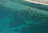 Los pastos marinos              -fanergamas-, son plantas que crecen sobre fondos arenosos o fangosos de poca profundidad, que se han adaptado a vivir sumergidas en el mar, para lo cual desarrollan races muy profundas que les permiten soportar el contin