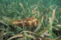 En las praderas de fanergamas se encuentran muchos juveniles de crustceos y peces; las especies de pastos marinos ms difundidas son el pasto manat y el pasto tortuga.