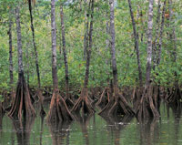 Los manglares son comunidades vegetales conformadas por rboles que pueden alcanzar en el Pacfico hasta 40  50 metros de altura. Se desarrollan en ambientes anegados, donde colonizan el mar y as aumentan la extensin de los ecosistemas terrestres. Rac