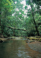 En los litorales colombianos se presentan diversas formaciones vegetales. El bosque basal del Pacfico, es uno de los ecosistemas con mayor variedad de especies de flora y fauna.