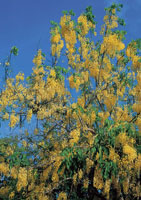 En el Caribe colombiano subsiste el bosque seco tropical, donde algunas de sus especies tienen una abundante floracin.