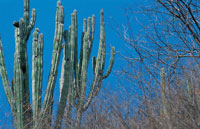 Las cactceas y la vegetacin adaptada a las condiciones de dficit de agua, son propias de los bosques xerofticos.