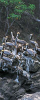 La avifauna de esta regin constituye casi la cuarta parte del total de las especies registradas para el pas. Grupo de pelcanos sobre un pen.