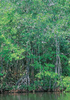 La vegetacin riberea se caracteriza por la presencia de cuatro especies de mangle, en tanto que, hacia el interior crecen diversas especies maderables y frutales.